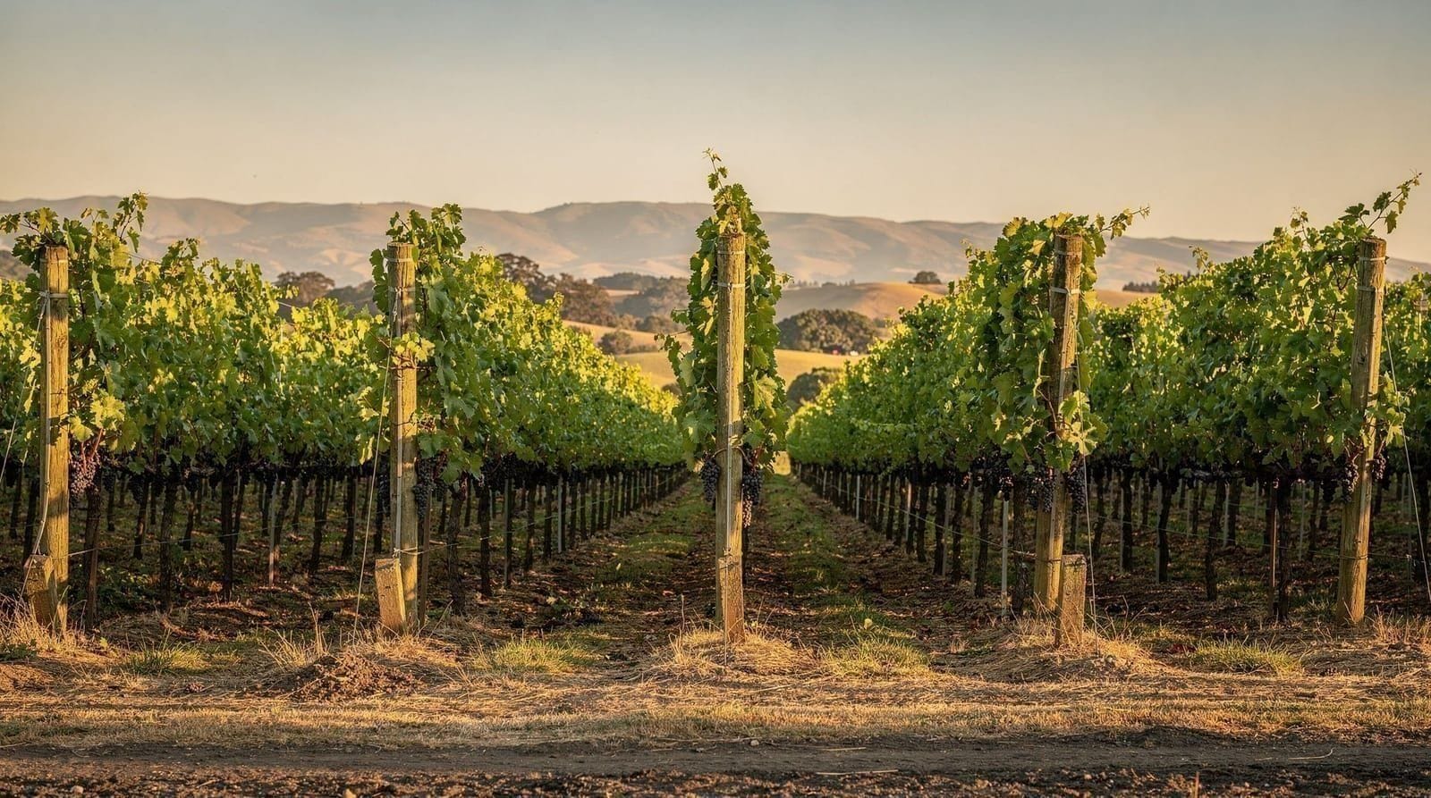 Best time for Martinborough wine — When to visit Martinborough for wine, weighing harvest, Toast Martinborough and 