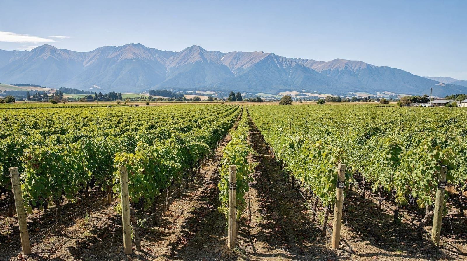Blenheim & Marlborough wine country, New Zealand