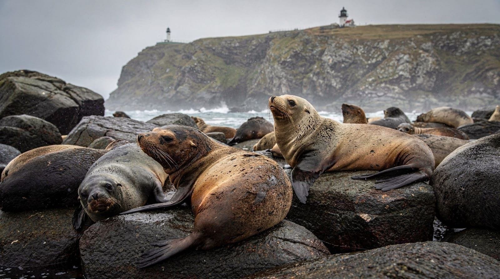 Cape Palliser seals and lighthouse guide