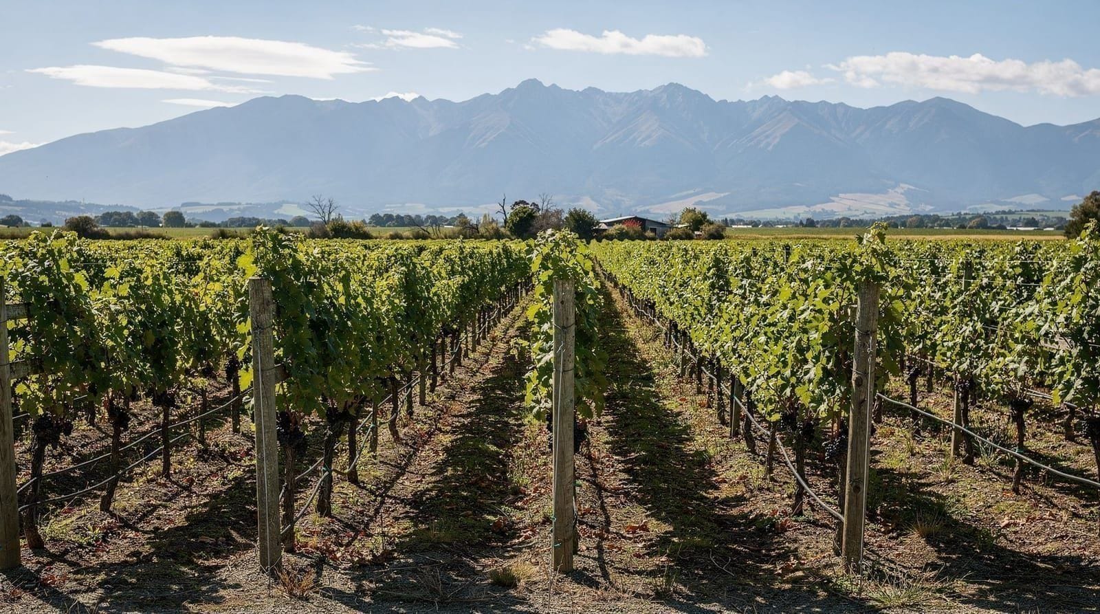 Marlborough: Sip Marlborough Wine Tour