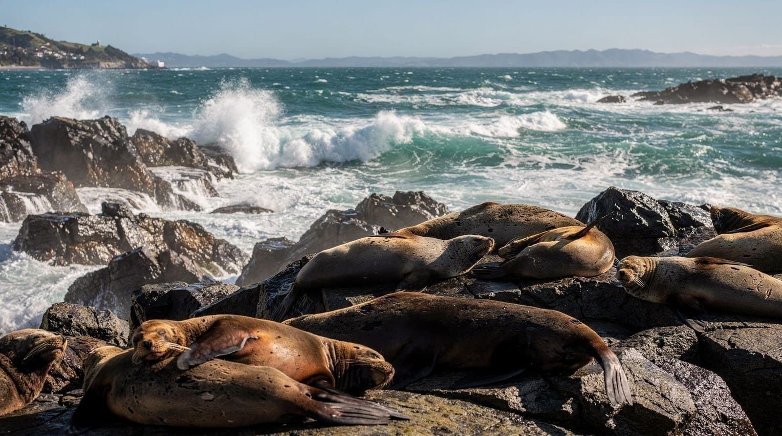 Wellington: Half Day Seal Coast Safari