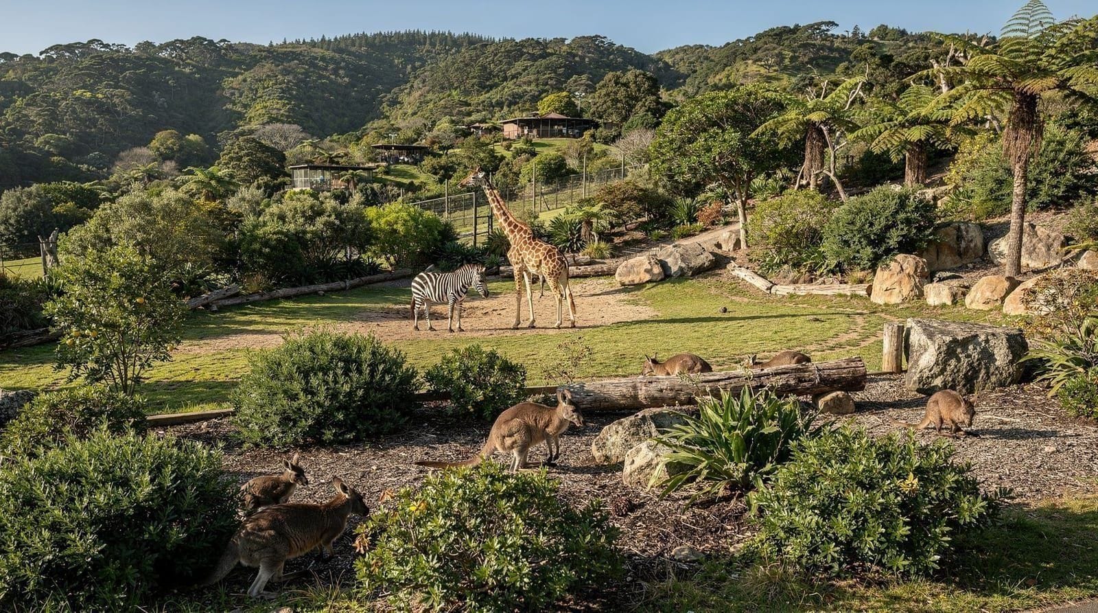 Wellington Zoo guide — Wellington Zoo guide: ticket prices, the native and exotic animal mix, family-fr