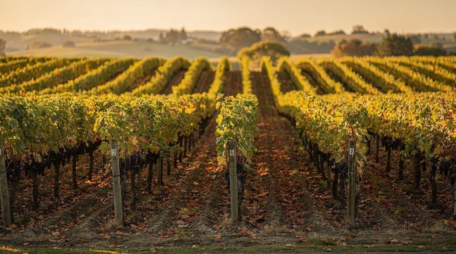 Wine day-trip logistics from Wellington — Practical logistics for a Martinborough wine day trip from Wellington: driving v