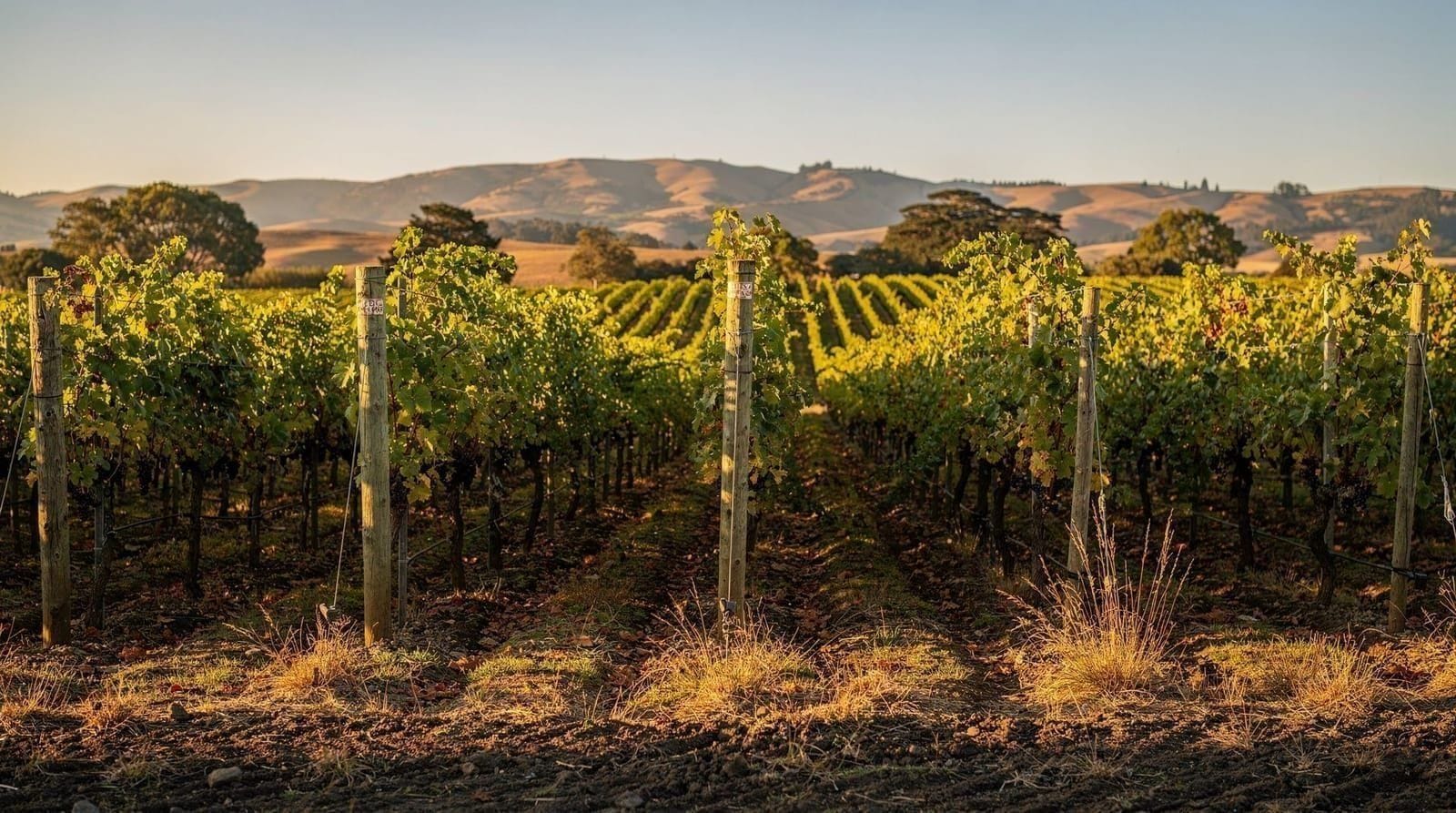 Wine lovers' weekend in Martinborough — 2 days — easy — mid-range