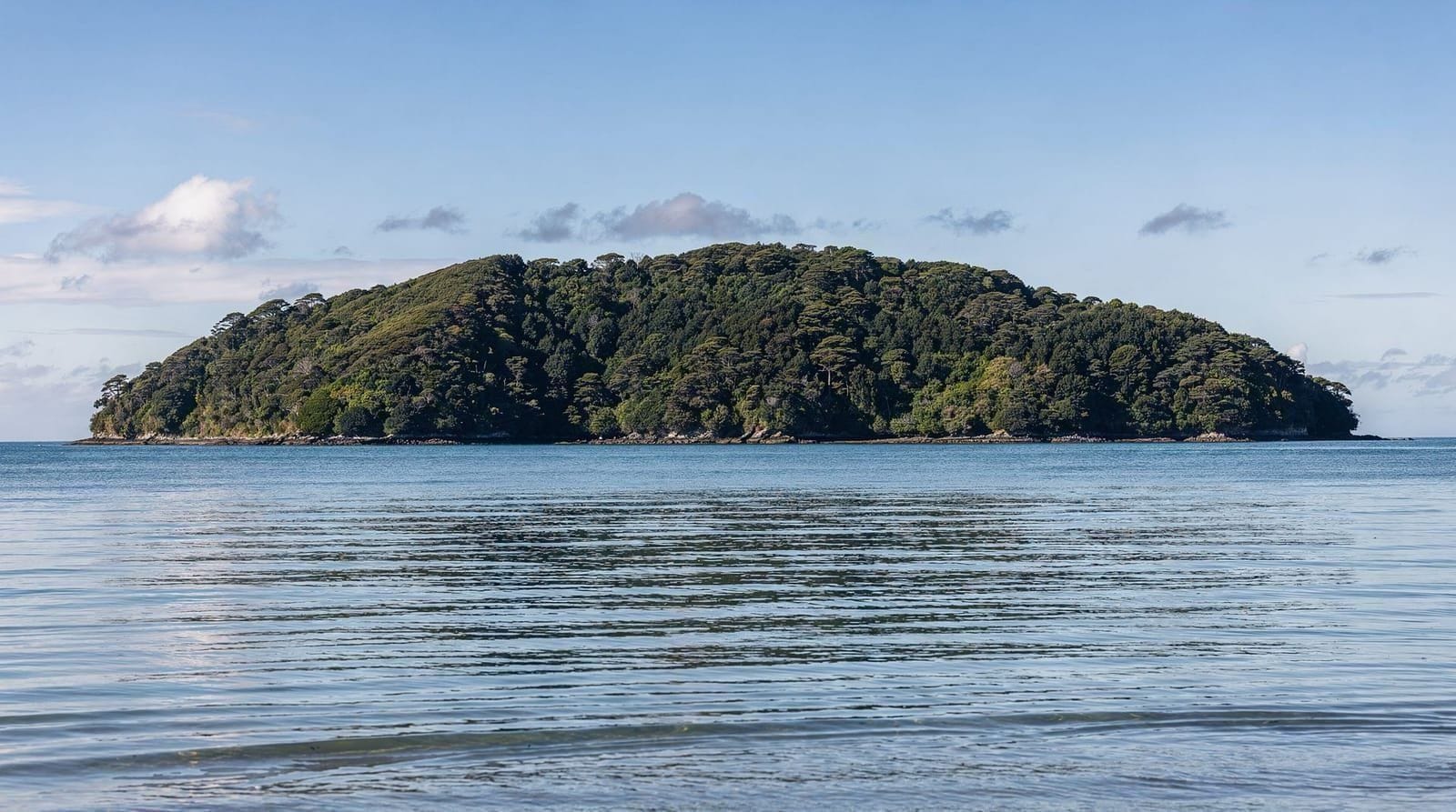 Kāpiti Island day tour review: real price, wildlife, and honest logistics — Honest review of the Kāpiti Island guided day tour from Wellington: real price, 